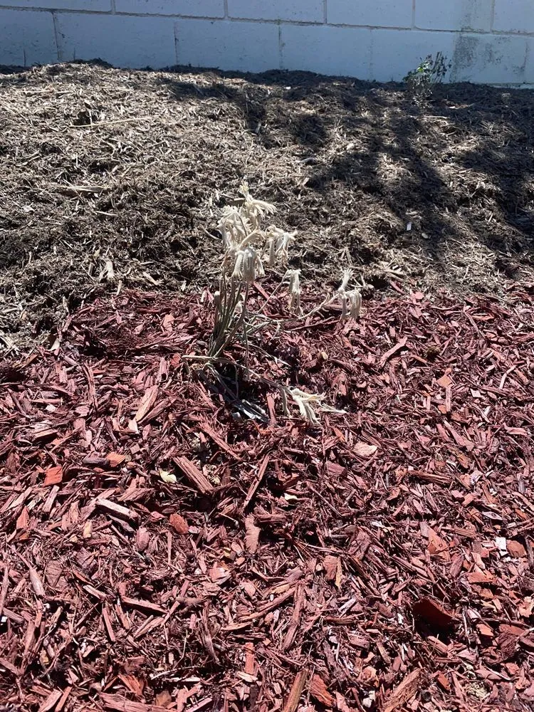 Trusted outdoor landscaping with custom design in La Habra, CA by Caudillo Lanscaping And Irrigation