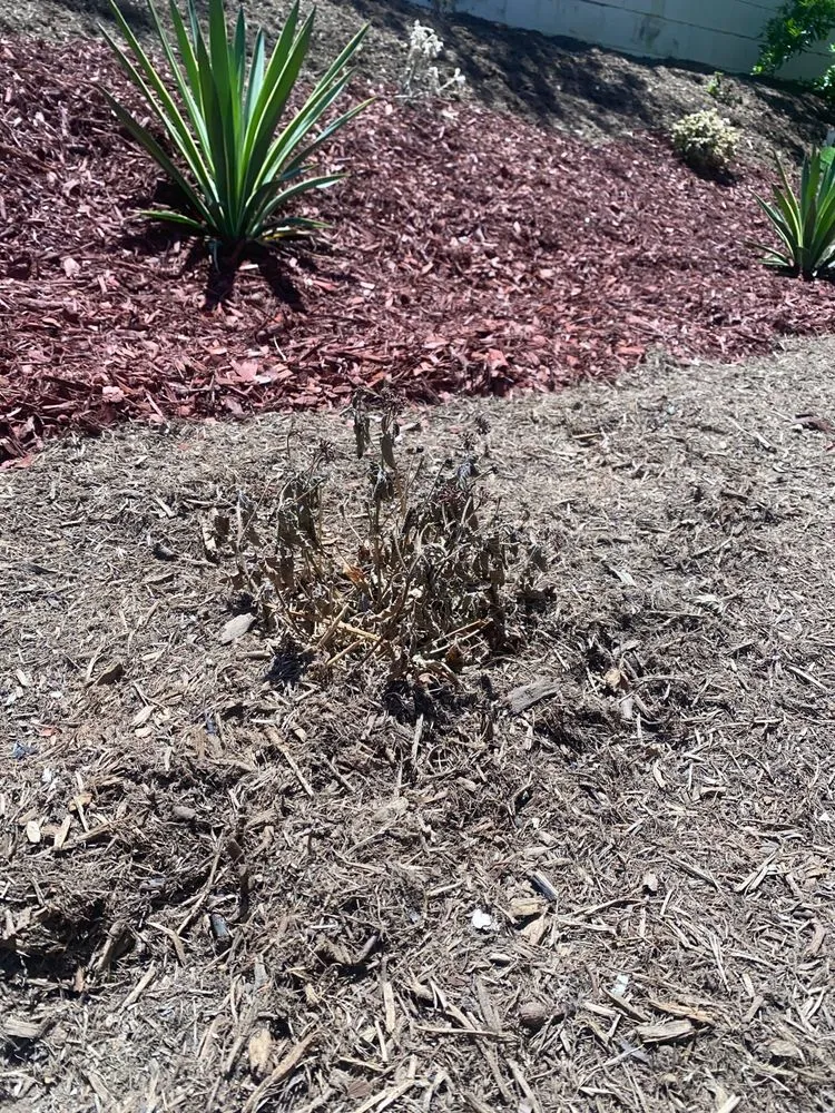 Top-rated lawn care service experts serving La Habra, CA - Caudillo Lanscaping And Irrigation