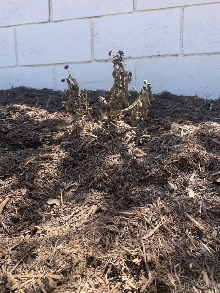 Trusted garden landscaping for year-round maintenance in La Habra, CA by Caudillo Lanscaping And Irrigation