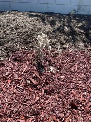 Caudillo Lanscaping And Irrigation Logo