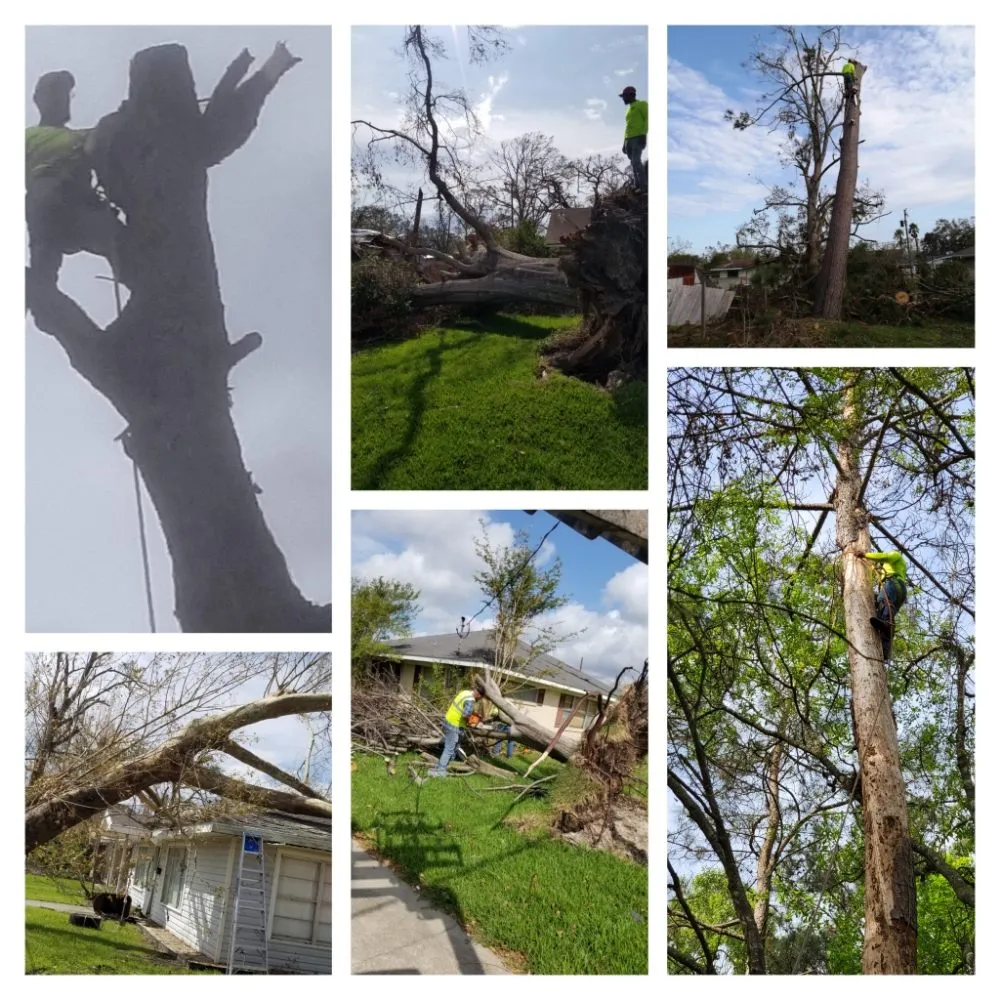 Local residential landscaping in Cleveland, TX by Caudillo's Lawn Tree & More