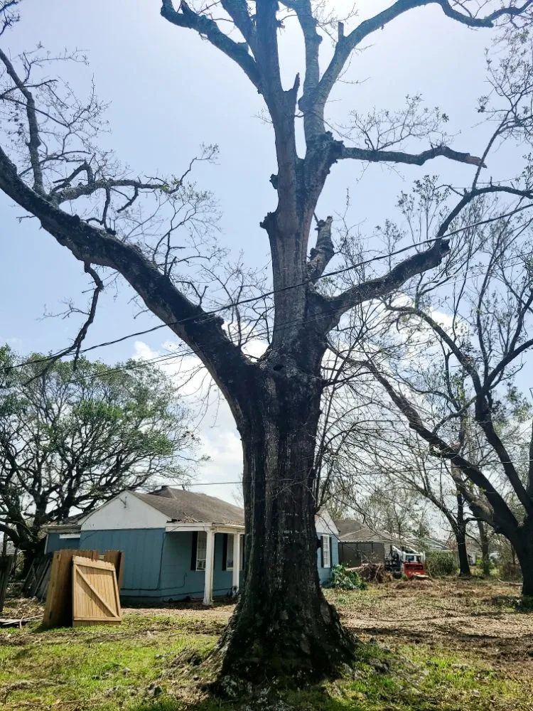 Top-rated landscaping services experts serving Cleveland, TX - Caudillo's Lawn Tree & More