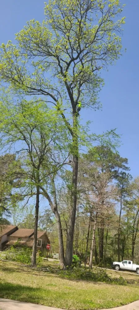 Reliable yard maintenance in Cleveland, TX by Caudillo's Lawn Tree & More