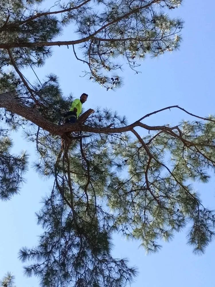 Local garden landscaping in Cleveland, TX - Caudillo's Lawn Tree & More