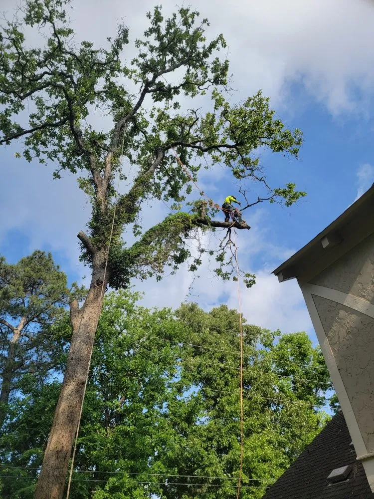 Reliable landscaping services for homes across Cleveland, TX - Caudillo's Lawn Tree & More