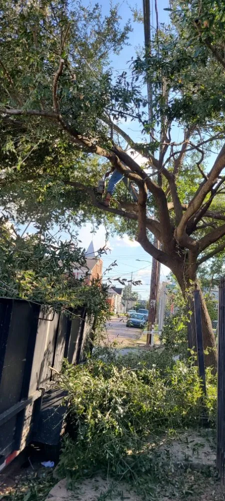 Expert yard maintenance experts serving Cleveland, TX - Caudillo's Lawn Tree & More