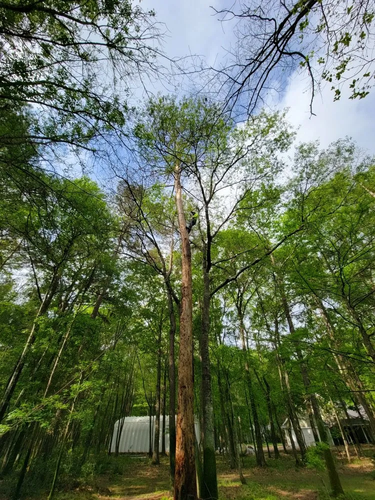 Local yard maintenance in Cleveland, TX by Caudillo's Lawn Tree & More