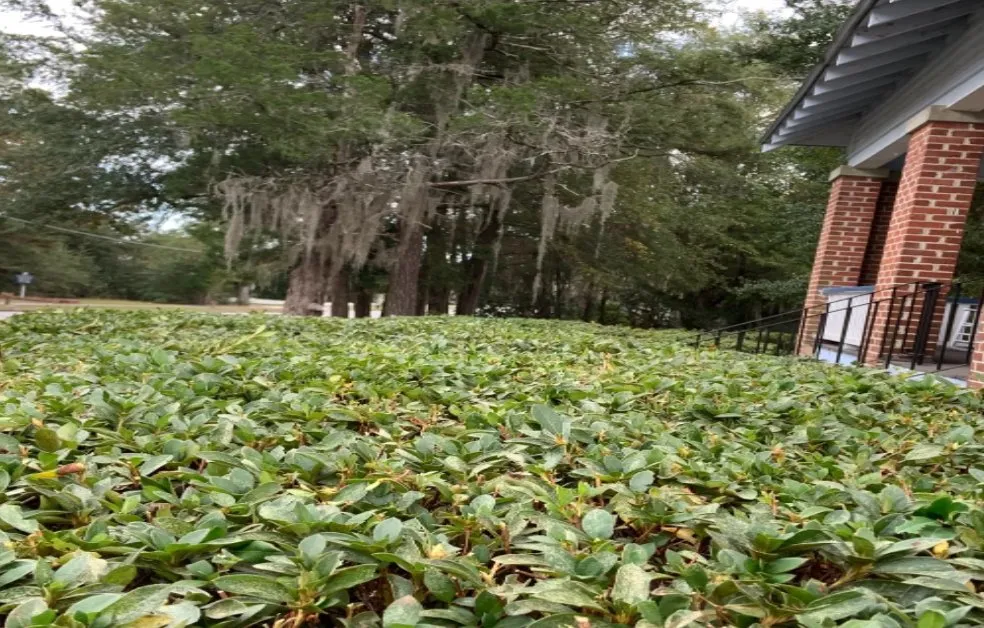 Custom yard cleanup service for year-round maintenance in Beaufort, SC by Causey's Lawn Care & Irrigation