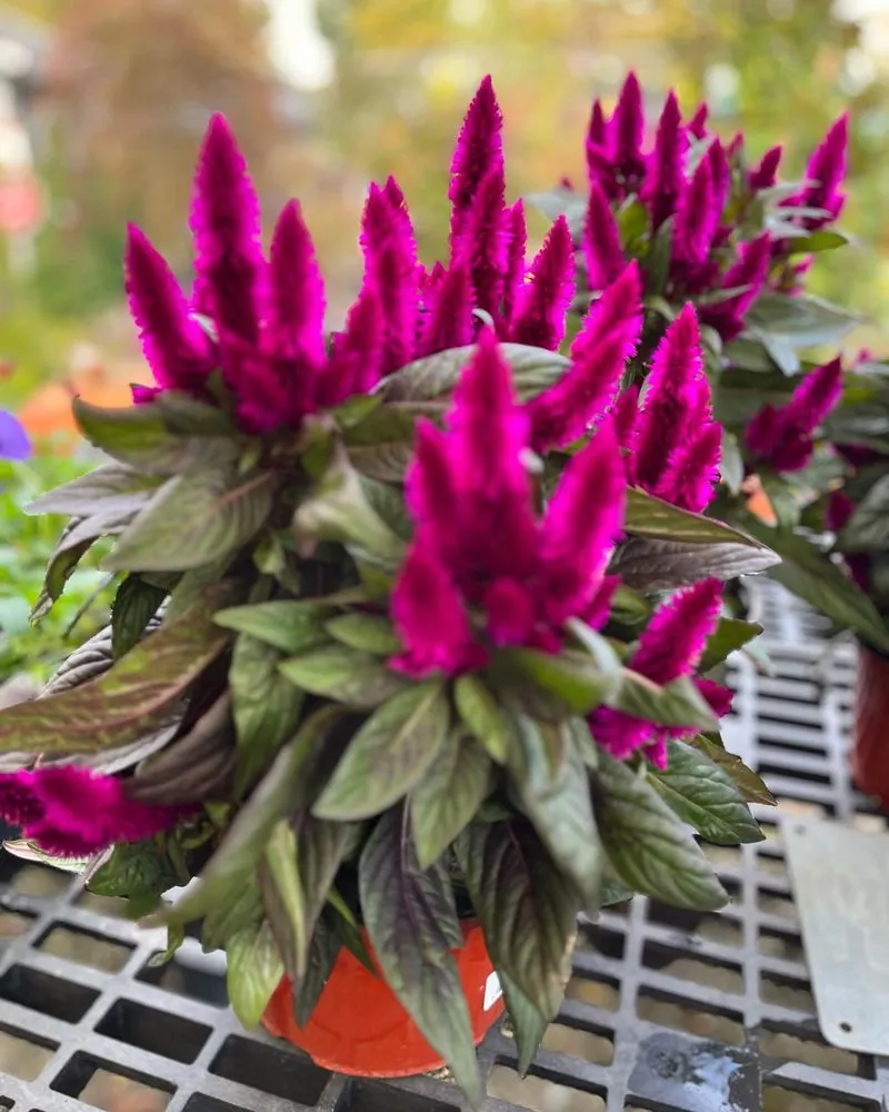 Local landscape design in Pittsburgh, PA - Cavacini Landscaping & Garden Center