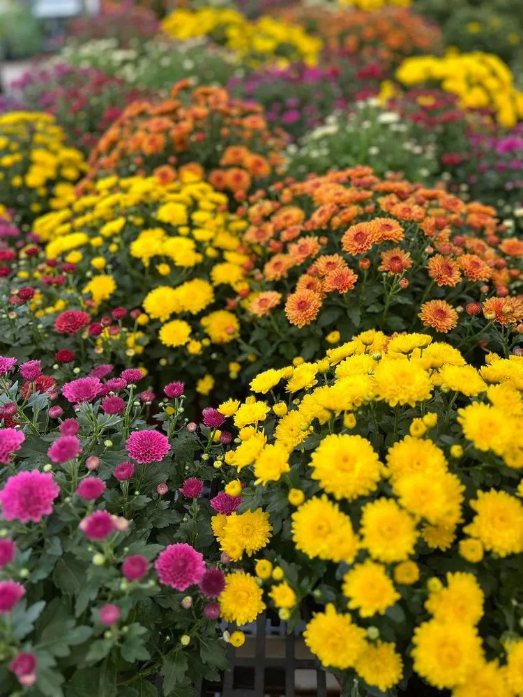 Local lawn care service experts serving Pittsburgh, PA - Cavacini Landscaping & Garden Center