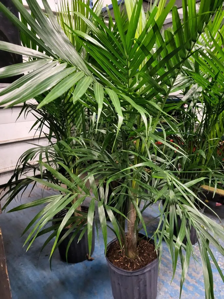 Affordable residential landscaping with custom design in Pittsburgh, PA by Cavacini Landscaping & Garden Center