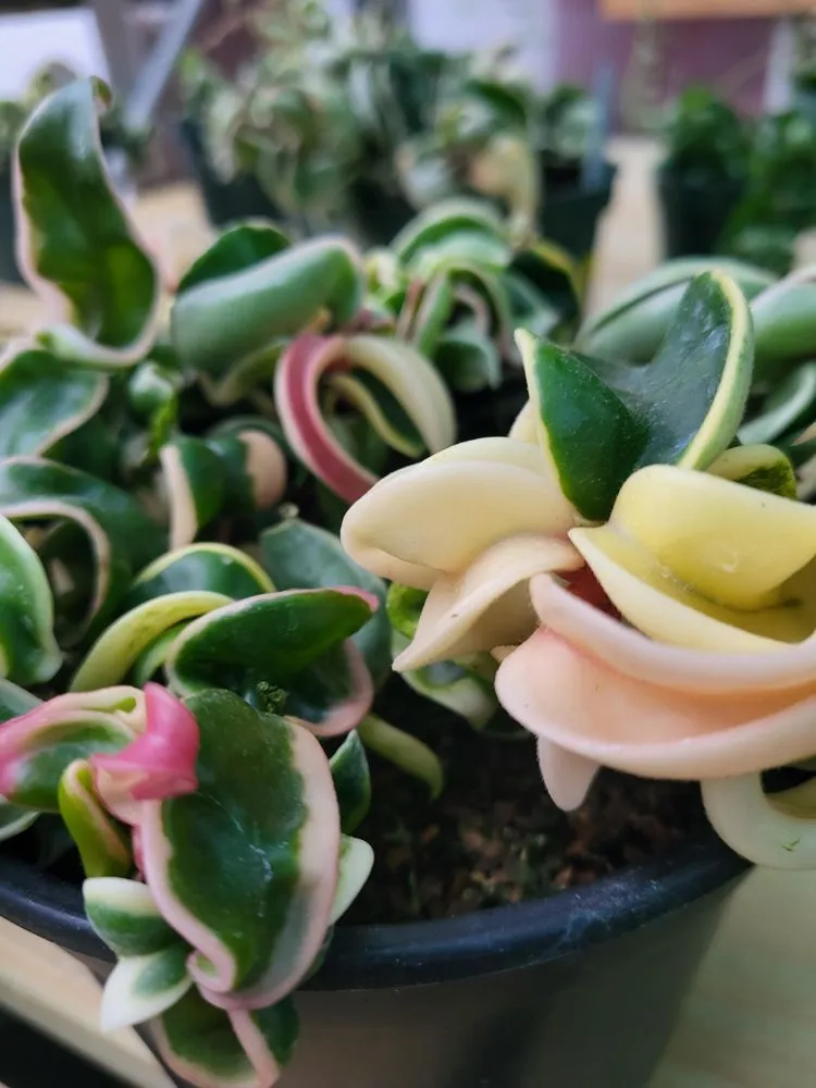 Local lawn care service in Pittsburgh, PA - Cavacini Landscaping & Garden Center