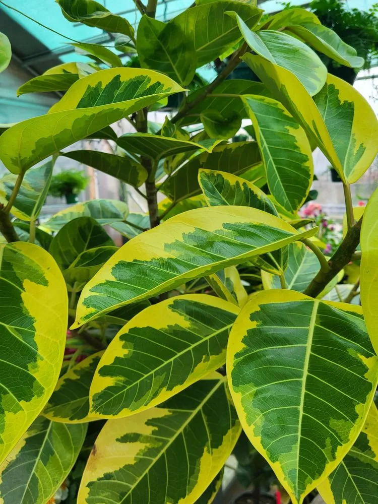 Trusted outdoor landscaping for residential properties across Pittsburgh, PA - Cavacini Landscaping & Garden Center