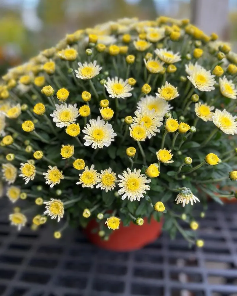 Top-rated lawn care service in Pittsburgh, PA - Cavacini Landscaping & Garden Center