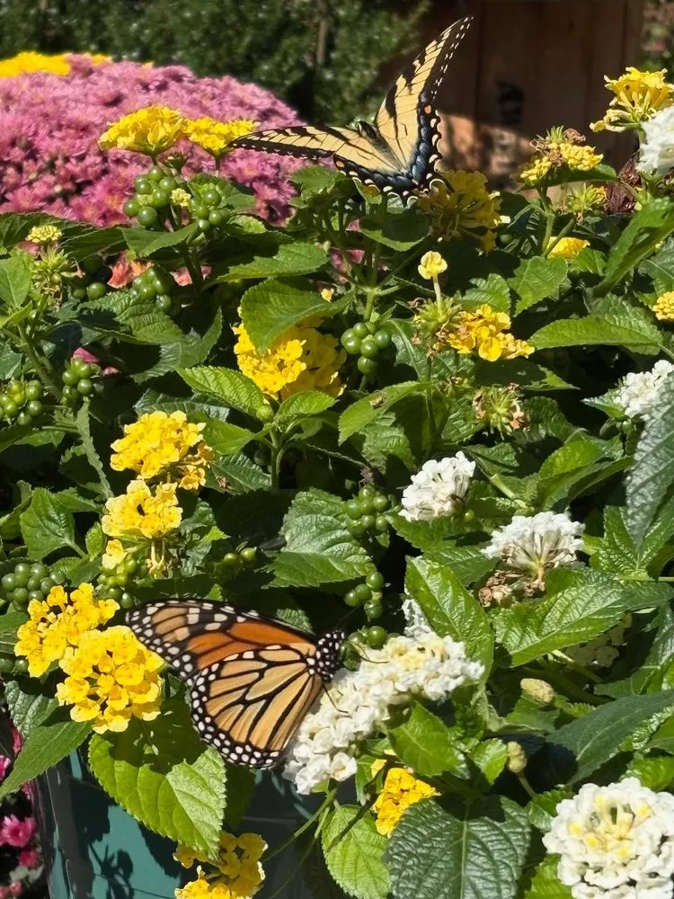 Local landscape installation for residential properties across Pittsburgh, PA - Cavacini Landscaping & Garden Center