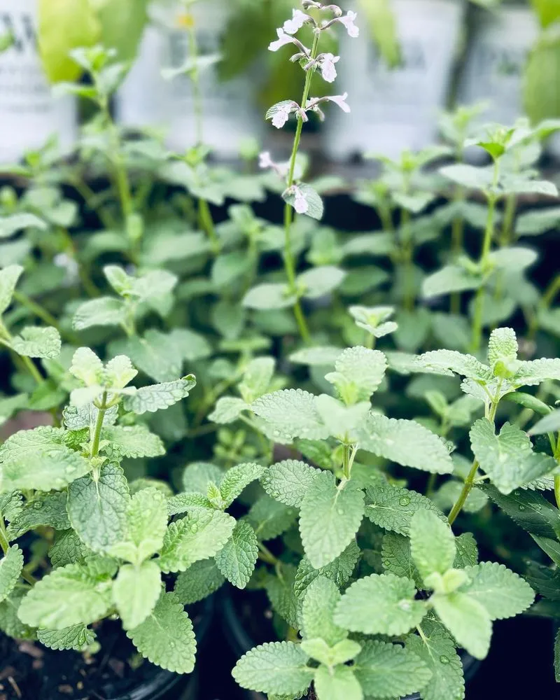 Trusted yard cleanup service for outdoor upgrades across Pittsburgh, PA - Cavacini Landscaping & Garden Center