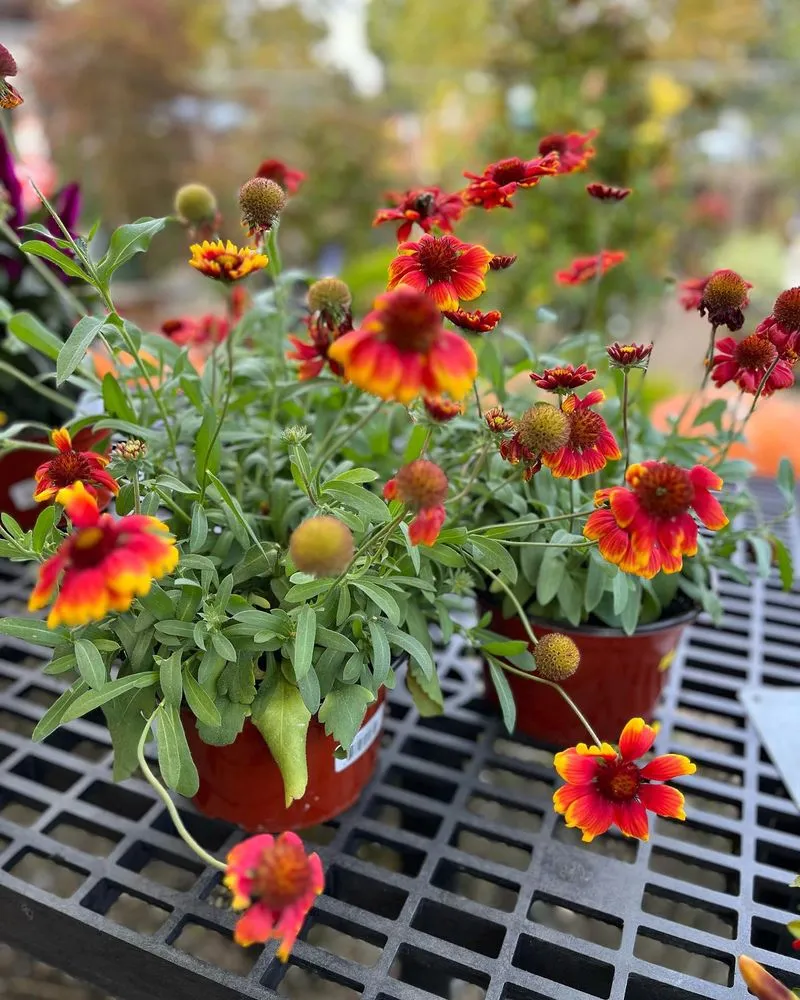 Affordable landscape design for year-round maintenance in Pittsburgh, PA by Cavacini Landscaping & Garden Center