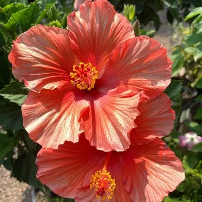 Cavacini Landscaping & Garden Center