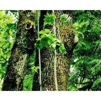 Top-rated yard cleanup service in Dade City, FL by Cavall's Tree Service