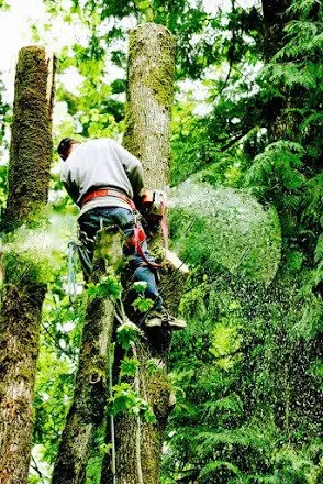 Expert yard maintenance in Dade City, FL by Cavall's Tree Service
