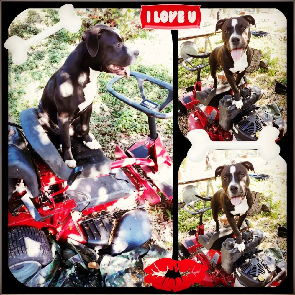 Affordable lawn care service in Homestead, FL by Caveman Everything