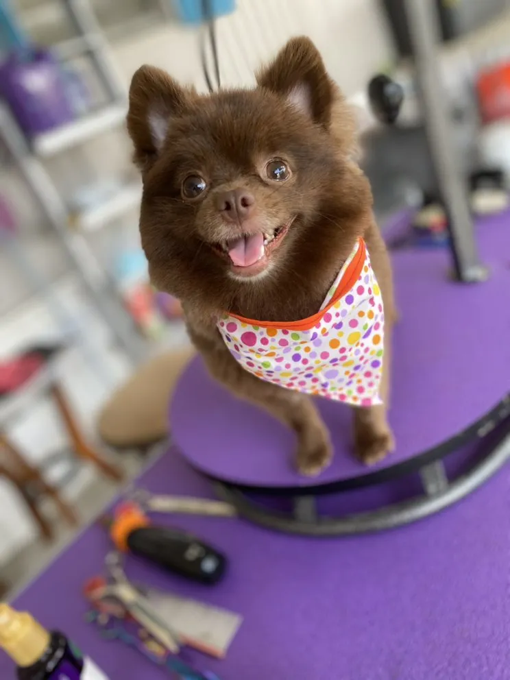 Custom yard cleanup service in Mission, TX by Cayetana Lawn and Pet Care