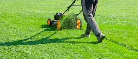 Reliable outdoor landscaping in Mission, TX by Cayetana Lawn and Pet Care