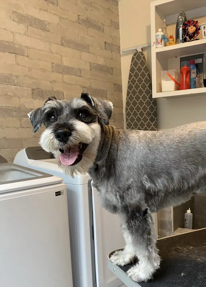 Custom yard cleanup service experts serving Mission, TX - Cayetana Lawn and Pet Care