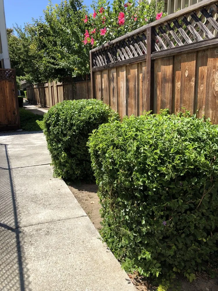 Professional residential landscaping for year-round maintenance in San Jose, CA by Caytime Landscaping