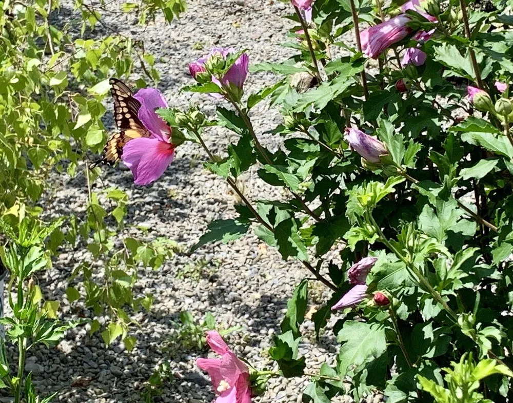 Expert landscape design experts serving Ithaca, NY - Cayuga Landscape