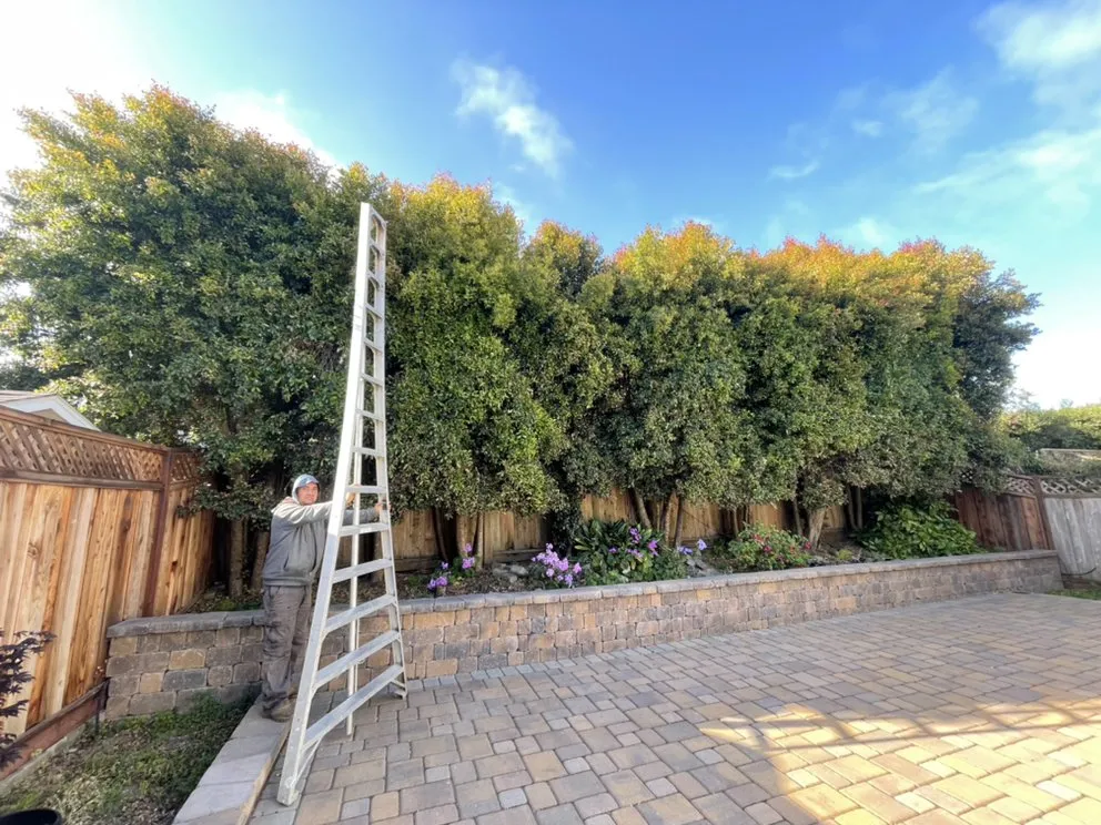 Custom lawn care service in Santa Cruz, CA - Cazares Landscaping