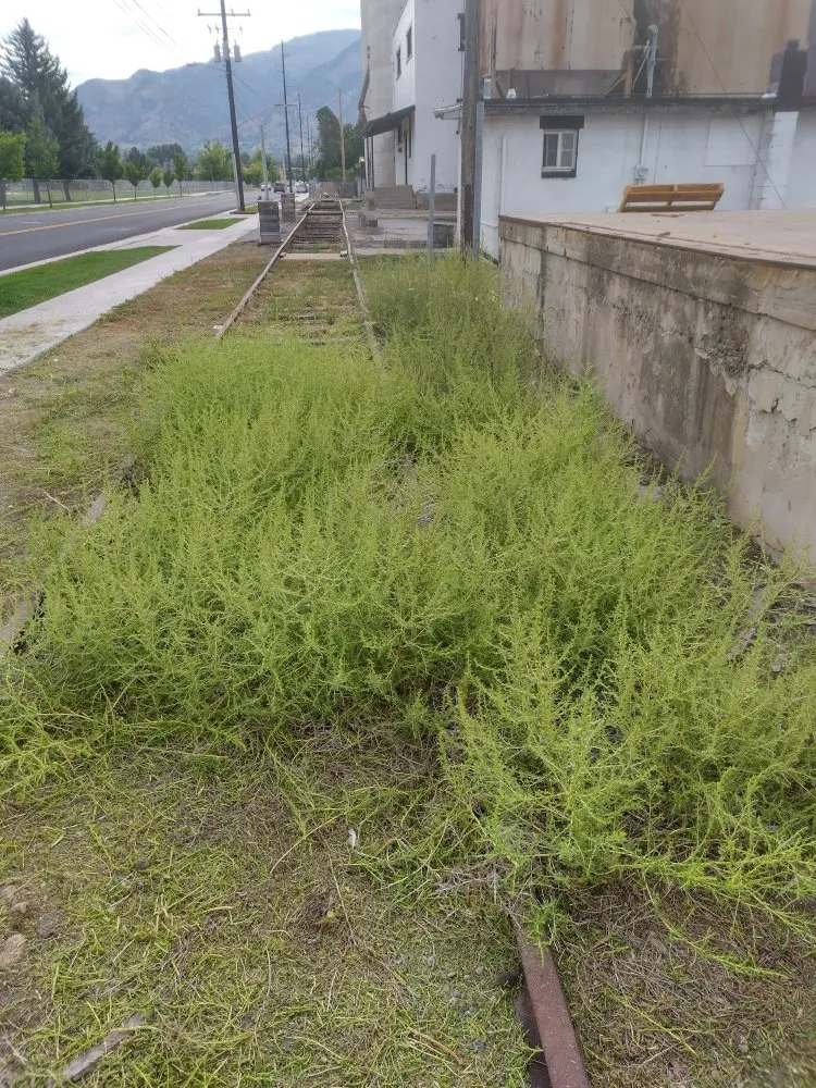 Expert yard maintenance in Logan, UT - Cazares Lawn Care