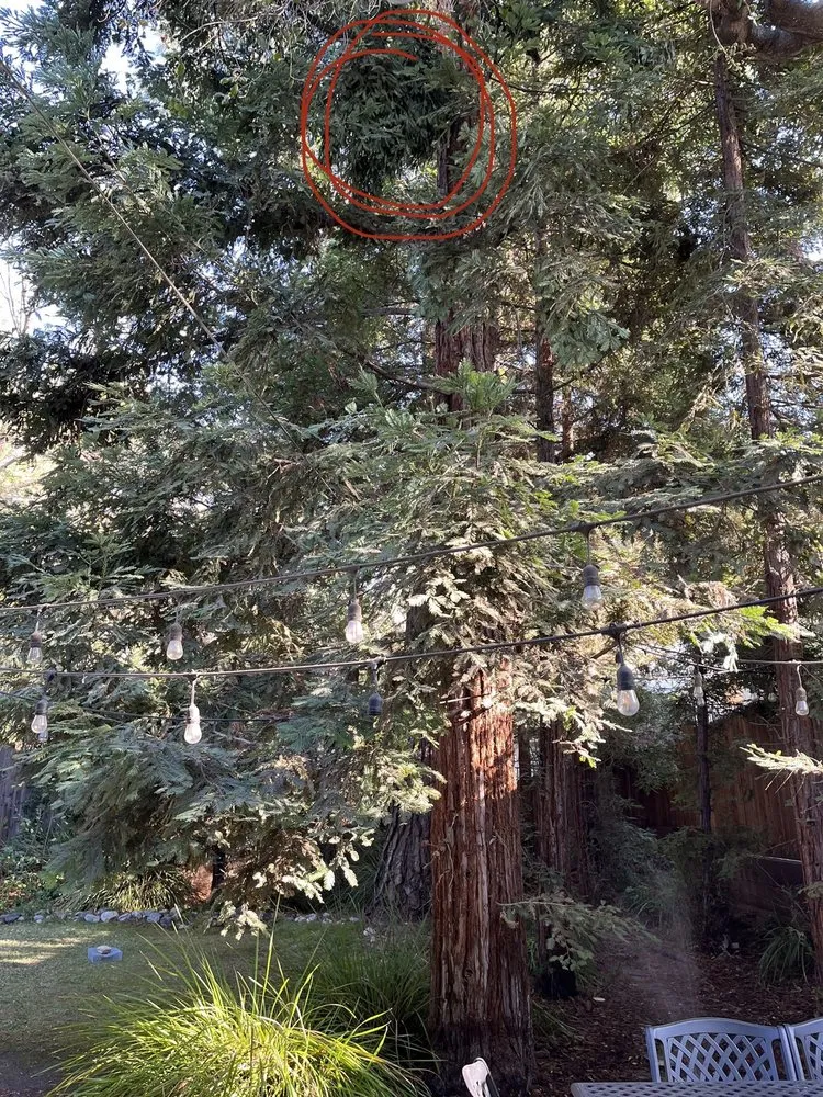 Trusted garden landscaping in East Los Angeles, CA by Cazcam Landscaping Service