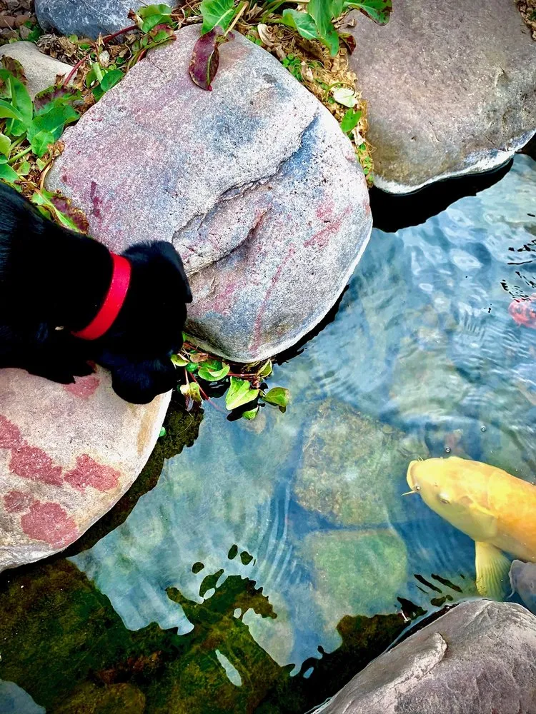 Trusted garden landscaping for residential properties in Vail, AZ by Cazee Ponds