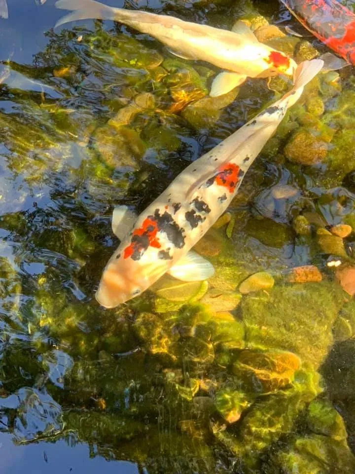 Trusted yard maintenance in Vail, AZ by Cazee Ponds