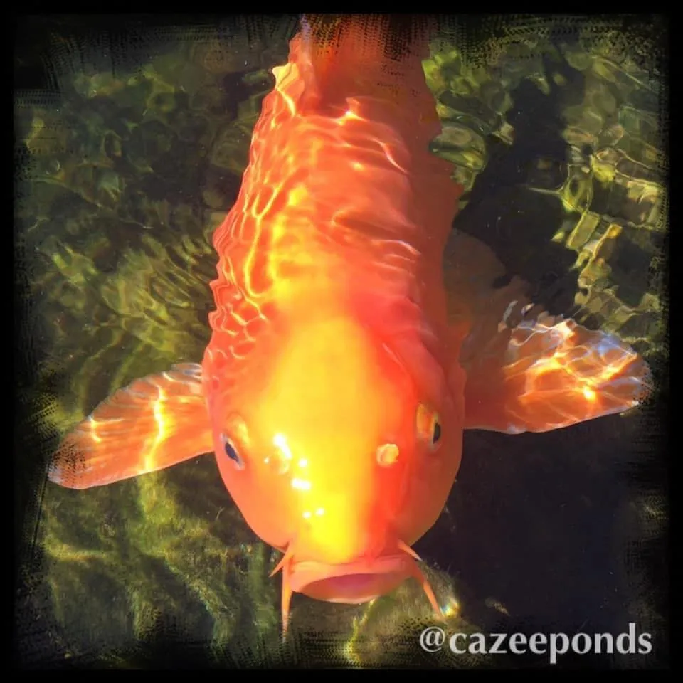 Professional landscape design in Vail, AZ - Cazee Ponds