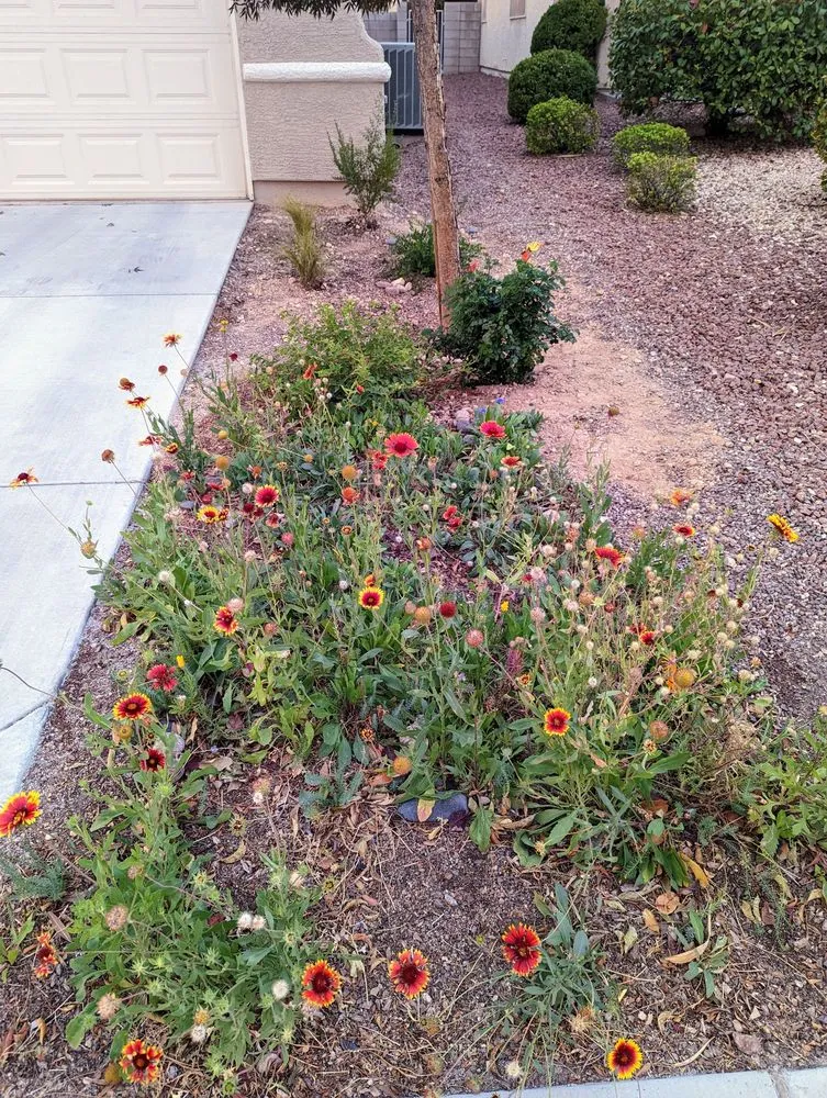 Local yard maintenance for beautiful yards across Las Vegas, NV - CB Desertscapes