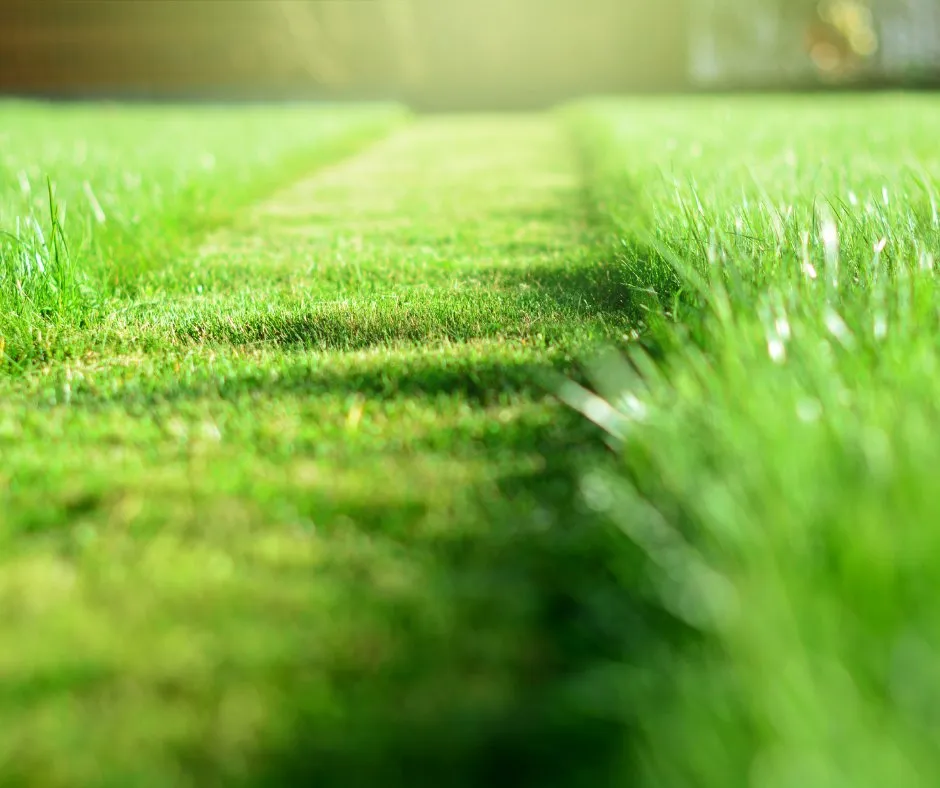 Professional yard cleanup service in Lansing, MI - C&B Handyman Services