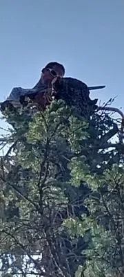 C&b Home Maintenance and Repairs Logo