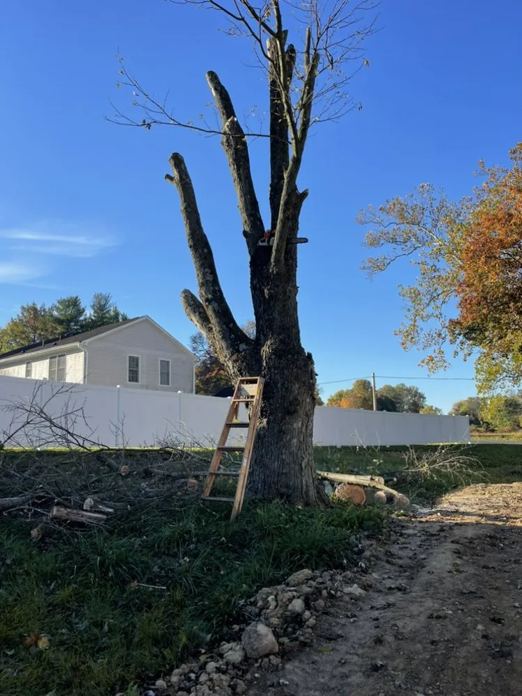 Expert lawn care service in Frederick, MD by CB Landscape And Paint