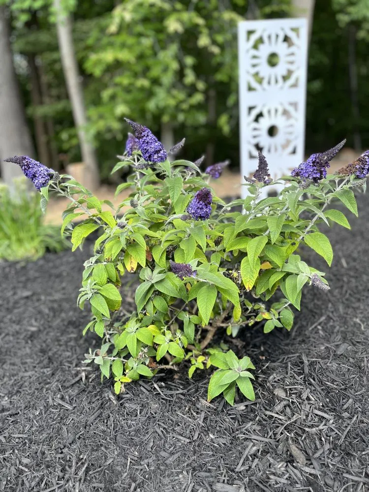 Top-rated yard maintenance for beautiful yards in Bel Air, MD by C&B Landscape