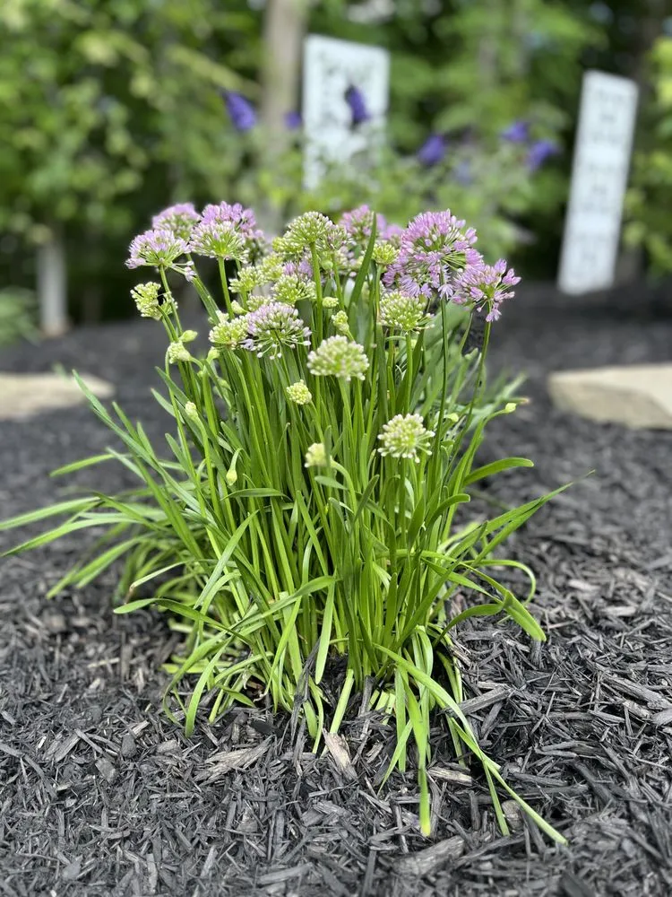 Reliable landscaping services in Bel Air, MD by C&B Landscape