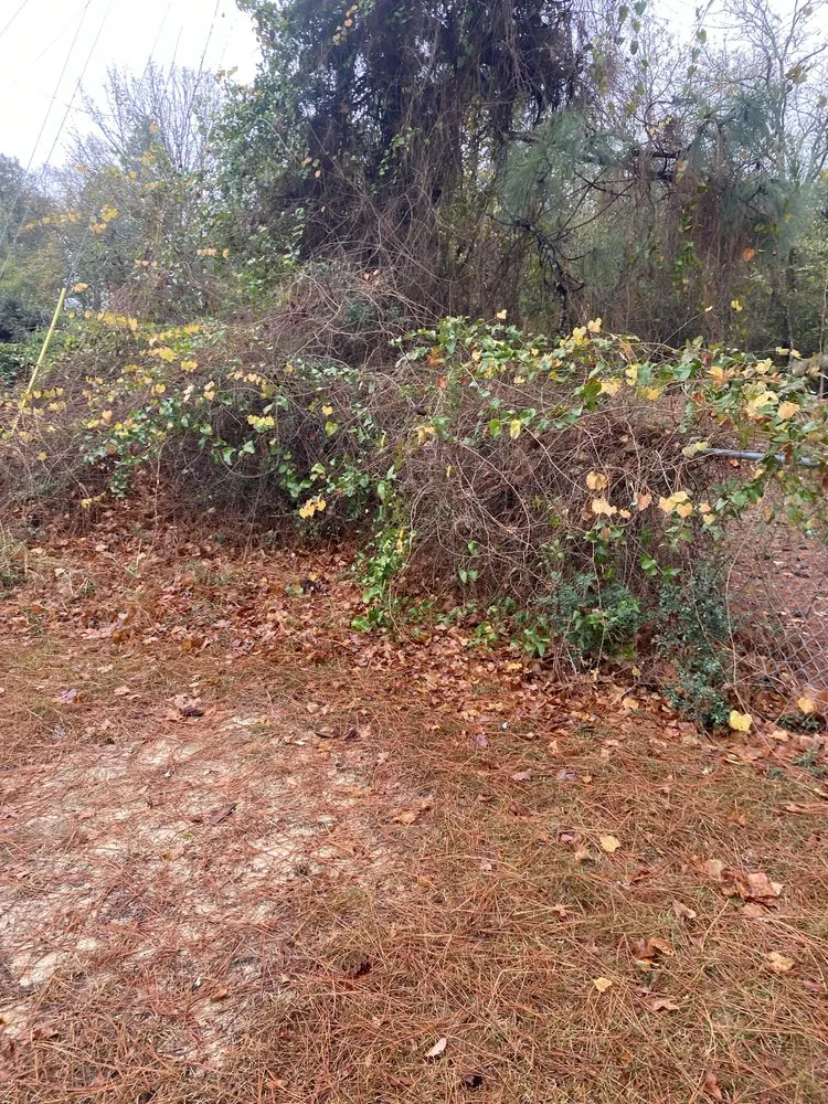 Reliable landscaping services in Lexington, SC - CB Mowing & Hauling