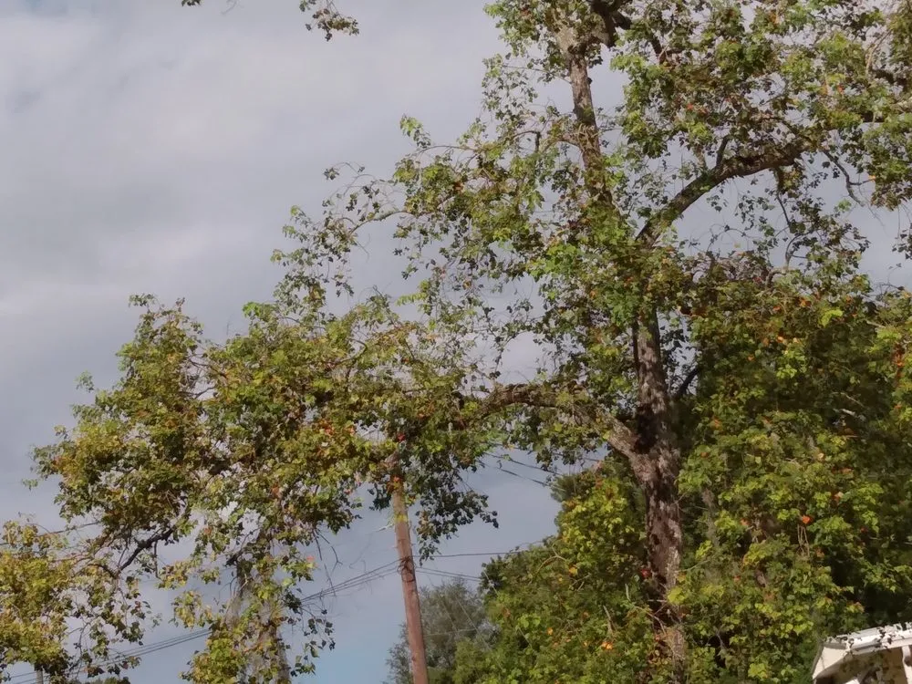 Professional landscape design for residential properties in Eustis, FL by C&b Tree Outdoor Service