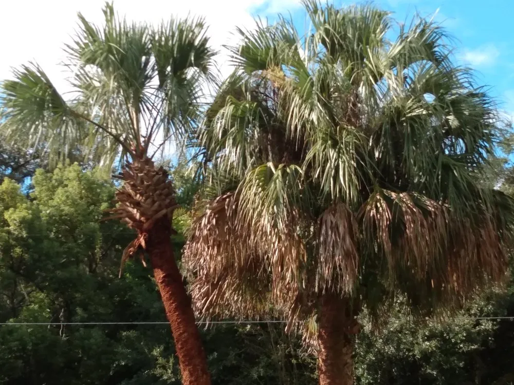 Professional outdoor landscaping in Eustis, FL - C&b Tree Outdoor Service