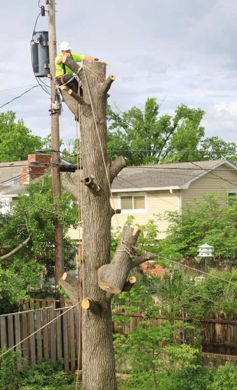 Top-rated yard cleanup service in Carmichaels, PA by C&B Tree Service & Lawn Care