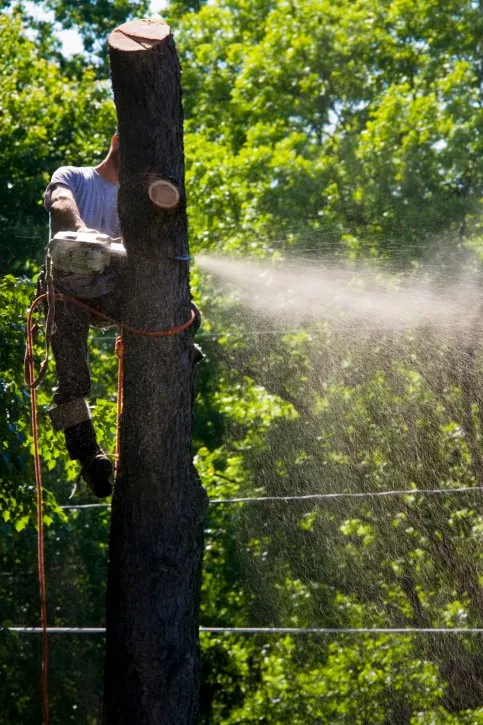 Custom landscaping services in Carmichaels, PA - C&B Tree Service & Lawn Care