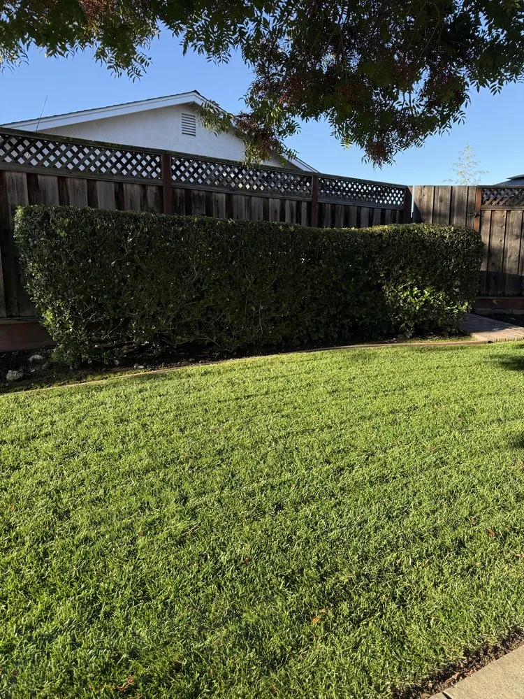 Reliable yard cleanup service in Hayward, CA by CBA Landscaping