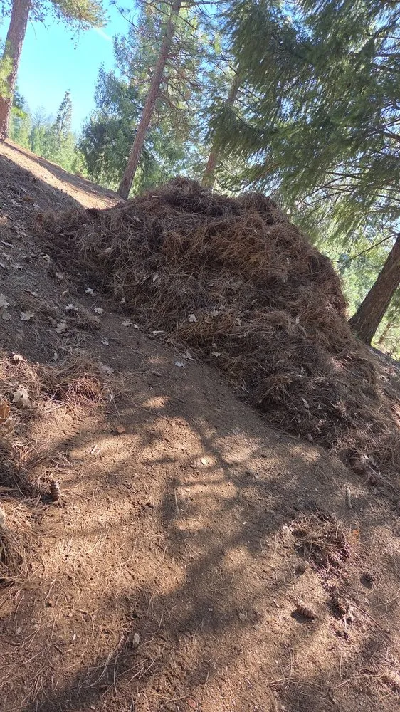 Trusted lawn mowing service for outdoor upgrades in Pollock Pines, CA by CBJ