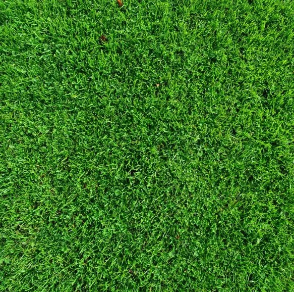 Affordable yard cleanup service for outdoor upgrades across Lexington, SC - Cbm Landscapes